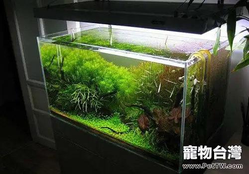 今天來教你如何diy生態魚缸(1圖)-寵物台灣