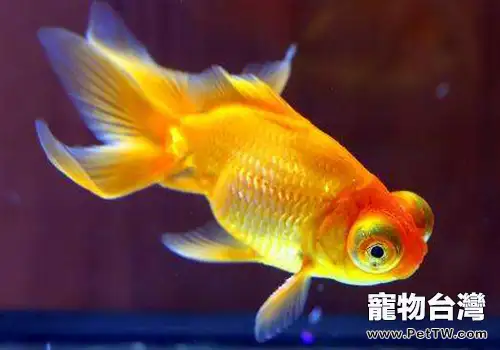 金魚掉鱗是怎麼回事