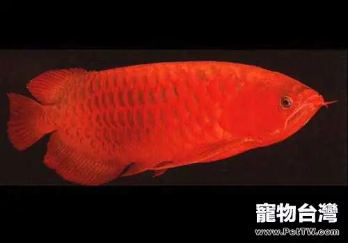 血龍魚是什麼魚?血龍魚多少錢一條?(1圖)-寵物台灣