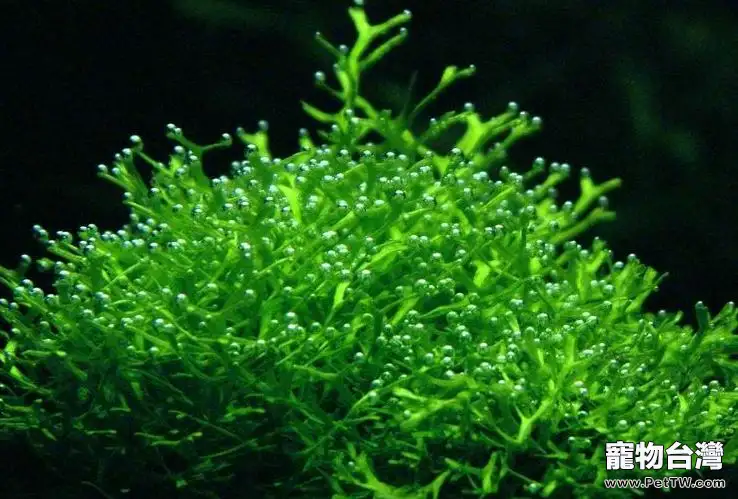 水族造景中水草的作用(1圖)-寵物台灣