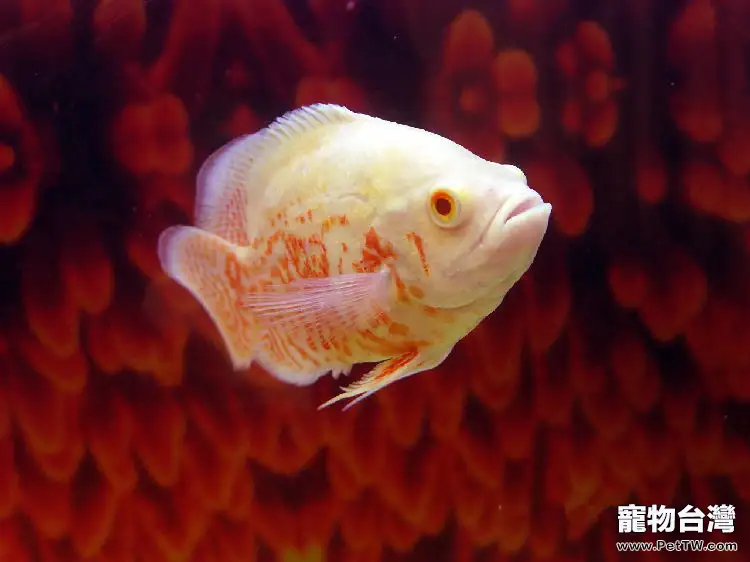 地圖魚的品種簡介0(1圖)-寵物台灣