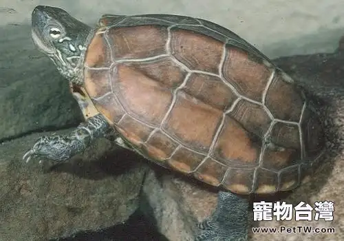 草龜怎麼養？草龜飼養注意事項