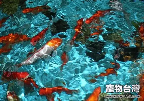 飼養錦鯉注意事項?為什麼要養錦鯉?(1圖)-寵物台灣