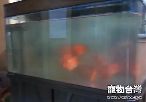 魚缸水渾濁原因和解決方案