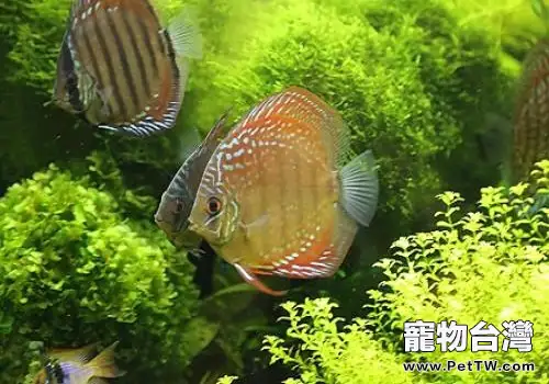七彩神仙魚一尾多少錢?七彩神仙魚怎麼飼養?(1圖)-寵物台灣