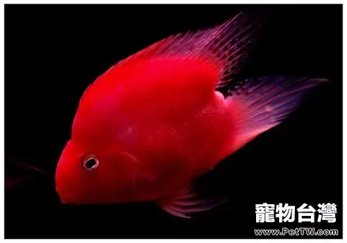 血鸚鵡多少錢一隻?血鸚鵡飼養注意事項(1圖)-寵物台灣