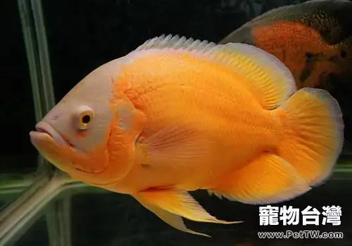 地圖魚多少錢一尾？地圖魚怎麼飼養？