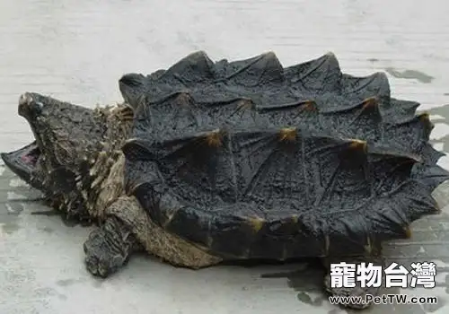 鱷魚龜多少錢一隻?鱷魚龜怎麼飼養?(1圖)-寵物台灣
