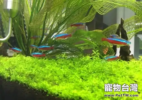 草缸養什麼魚合適？草缸養魚品種介紹