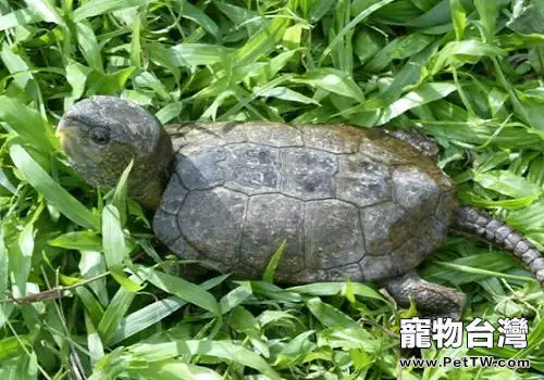 鷹嘴龜多少錢一隻?鷹嘴龜市場價格盤點(1圖)-寵物台灣