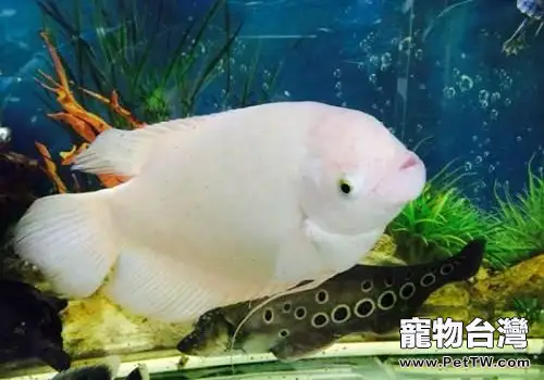 招財魚(大絲足鱸 象耳魚)怎麼養?四條你不知道的飼養事項(1圖)-寵物台灣