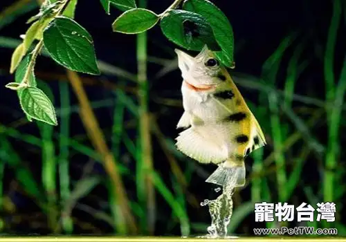 射水魚怎麼養？射水魚飼養技巧