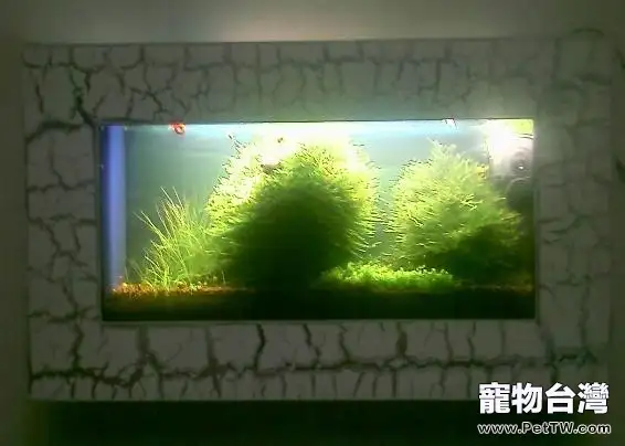 談談壁掛魚缸的優缺點及造景