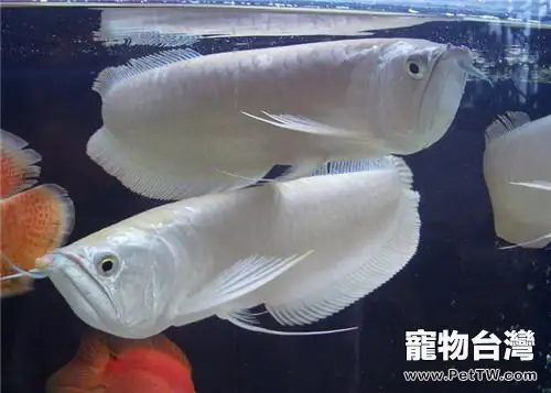 雙鬚骨舌魚(銀龍魚)多少錢一條?雙鬚骨舌魚(銀龍魚)價格(1圖)-寵物台灣