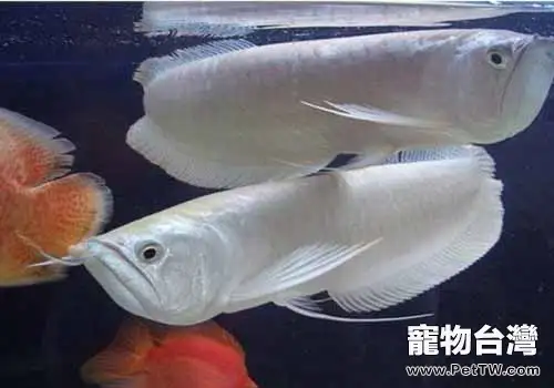 雙鬚骨舌魚(銀龍魚)常見病都有哪些?(1圖)-寵物台灣
