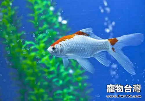 魚鰭充血的原因都有哪些？