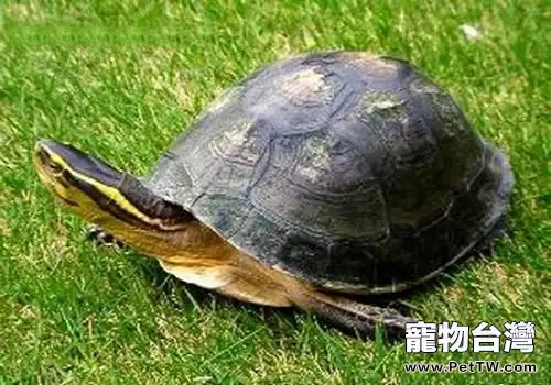 安布閉殼龜怎麼飼養？安布閉殼龜飼養技巧