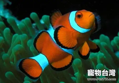 小丑魚怎麼飼養?小丑魚飼養介紹(1圖)-寵物台灣