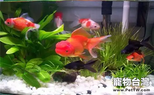 家庭養魚的七大注意事項