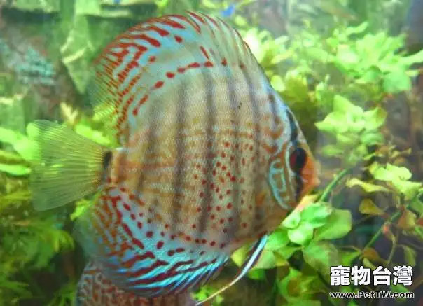 七彩神仙魚的養殖水質管理