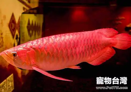 龍魚價格貴的原因？龍魚為什麼那麼貴