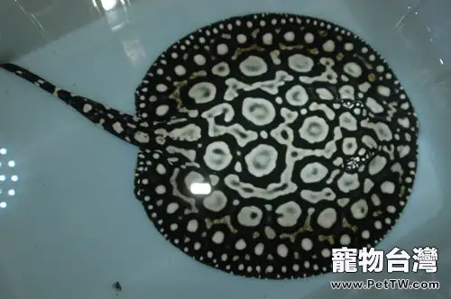 魟魚(魔鬼魚)的飼養環境