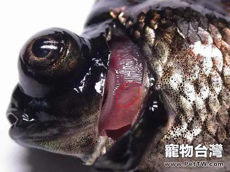 觀賞魚鰓霉病簡介