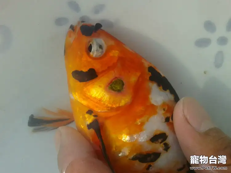 觀賞魚粘孢子蟲病簡介