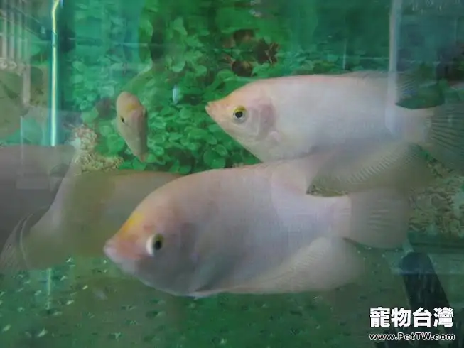 觀賞魚出血性腐敗病簡介