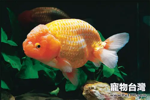 金魚公認的鑒賞標準