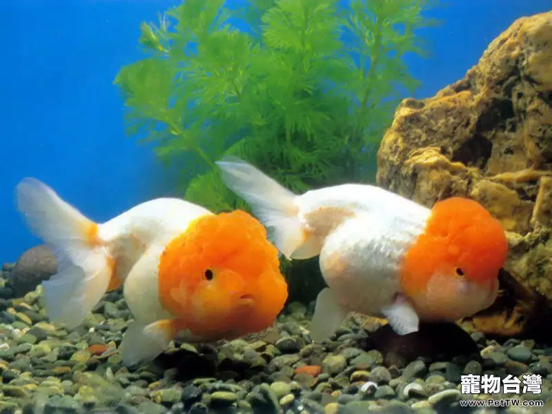 表現金魚健康的標誌(1圖)-寵物台灣