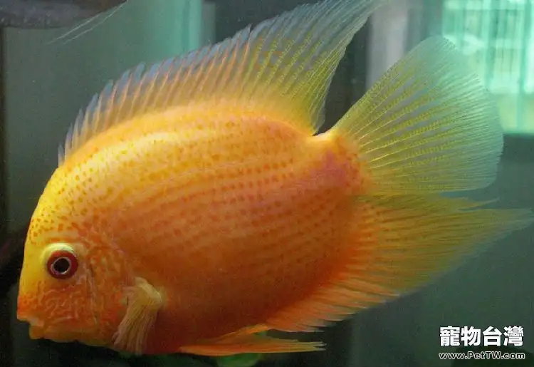治療觀賞魚白點病的辦法(1圖)-寵物台灣