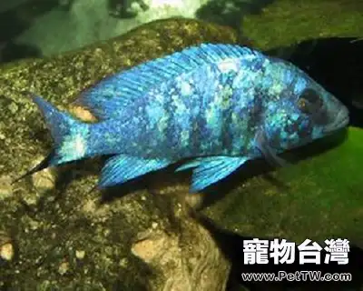 觀賞魚的斜管蟲病簡介