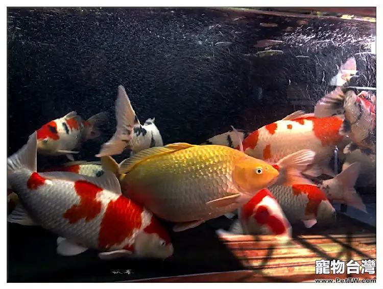 錦鯉褪色原因及如何預防(1圖)-寵物台灣