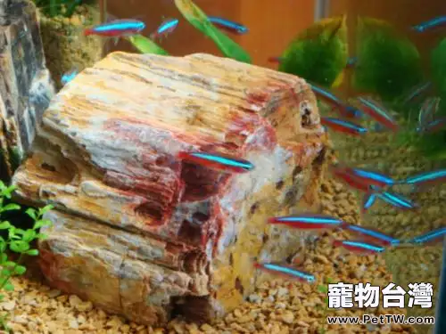 魚缸造景的常見類型介紹(1圖)-寵物台灣
