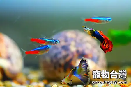 觀賞魚指環蟲病簡介