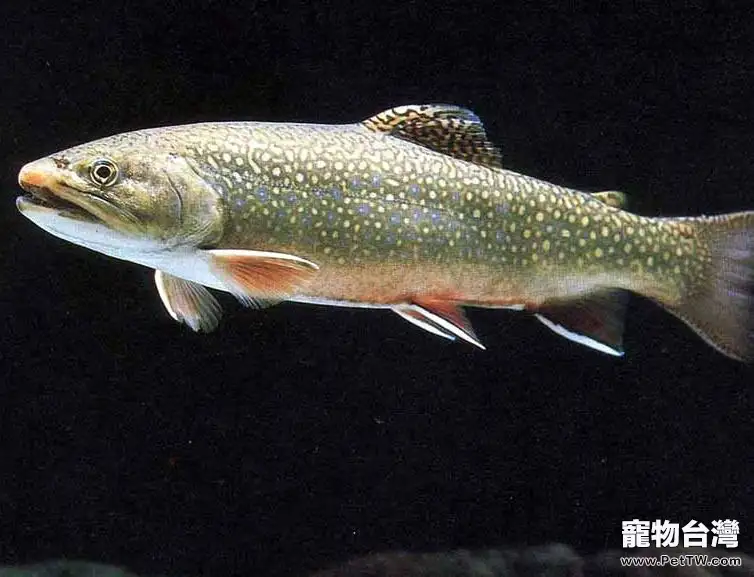 鮭鱒魚類養殖過程中常見疾病及預防