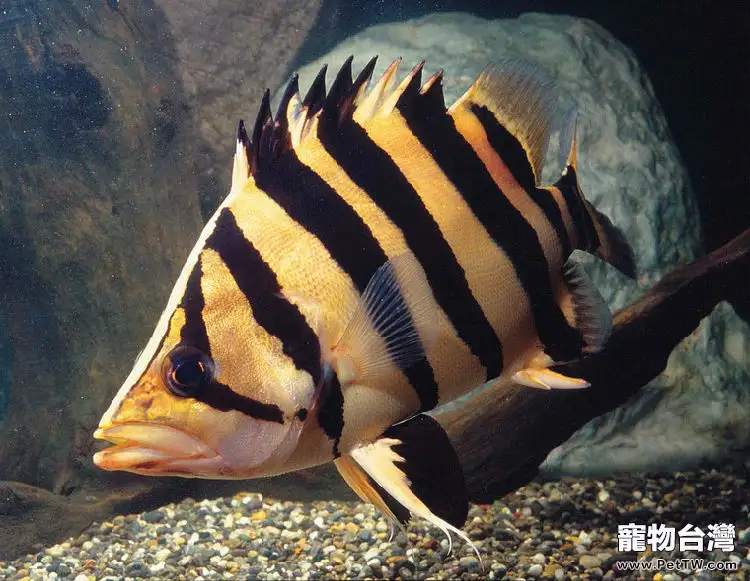 影響虎魚生長狀態的因素