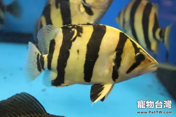 虎魚飼養的必備器材(1圖)-寵物台灣