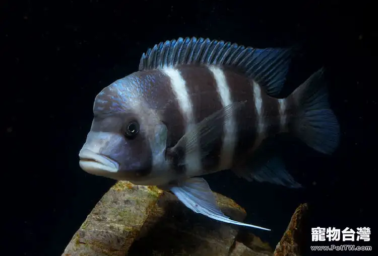 防治觀賞魚病多喂牧草