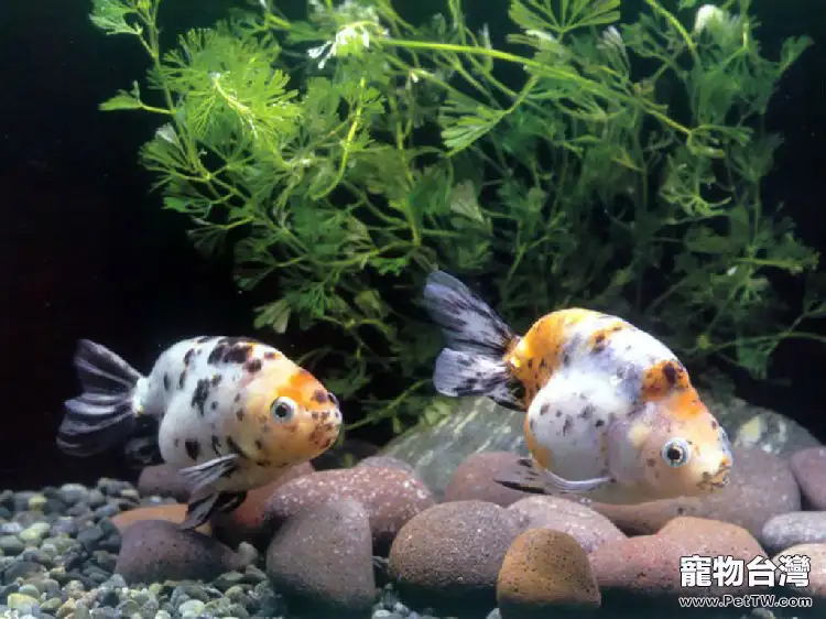 各種由營養不良引發魚類疾病(1圖)-寵物台灣