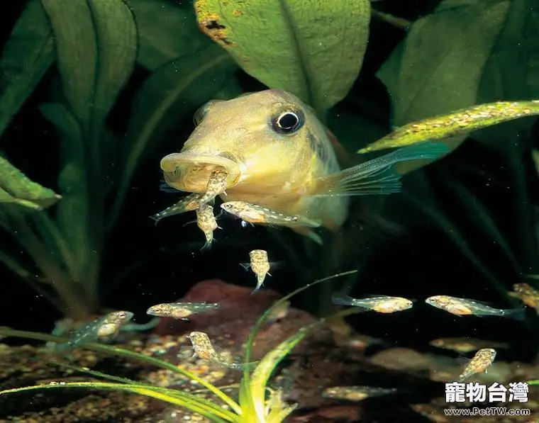 觀賞魚九江頭槽絛蟲病簡介