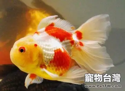 飼養熱帶魚的錯誤觀念