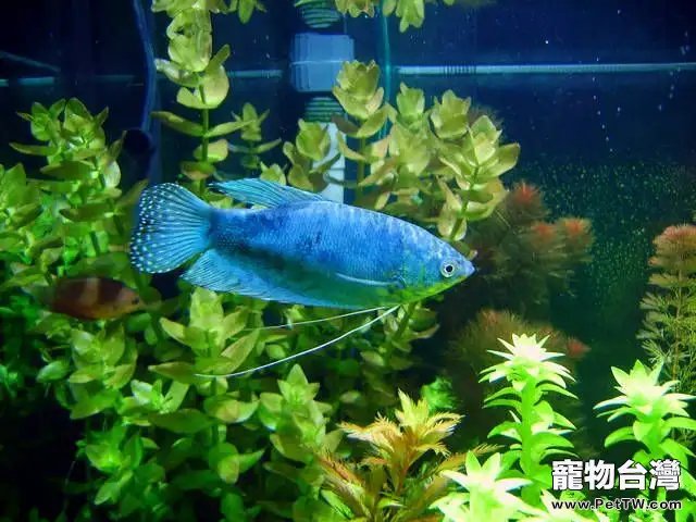 藍曼龍魚的人工繁殖技巧(1圖)-寵物台灣