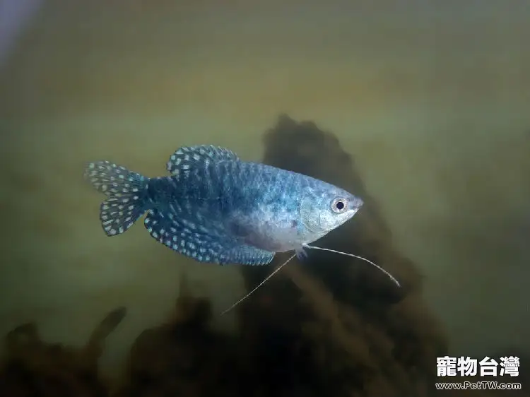 藍曼龍魚的飼養須知(1圖)-寵物台灣