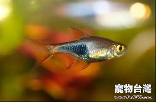 觀賞魚飼料的選擇