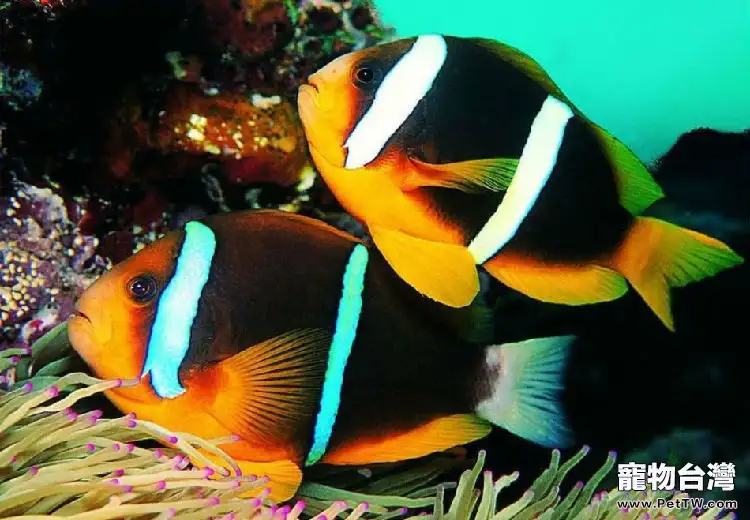 日常飼養熱帶魚的誤區(1圖)-寵物台灣