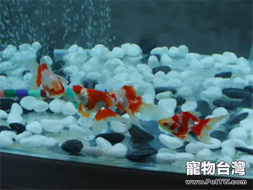 金魚不同階段的飼養注意事項