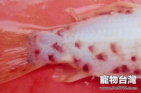 觀賞魚錨頭鳋病簡介