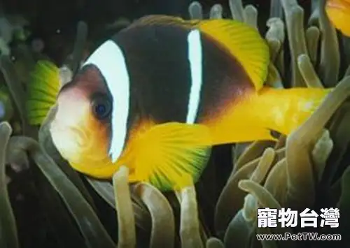 黃金條魚的飼養注意事項